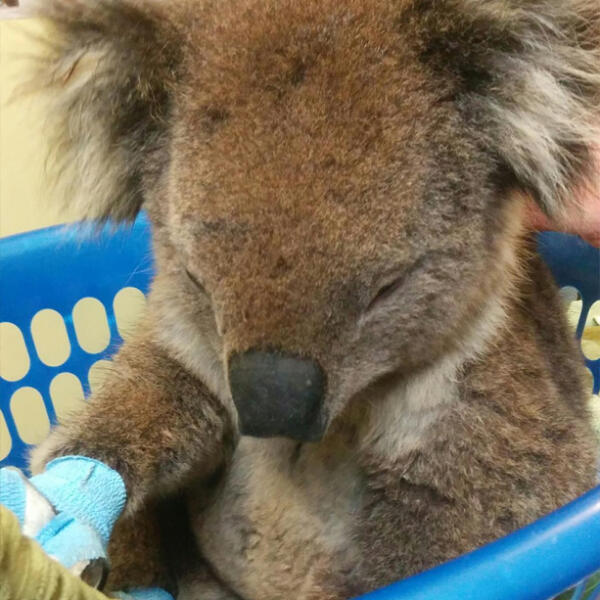 Benji the koala being treated at Torquay Animal House for burns from the Lorne fires