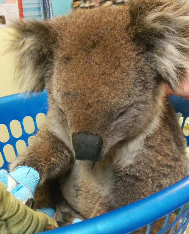 Benji the koala being treated at Torquay Animal House for burns from the Lorne fires