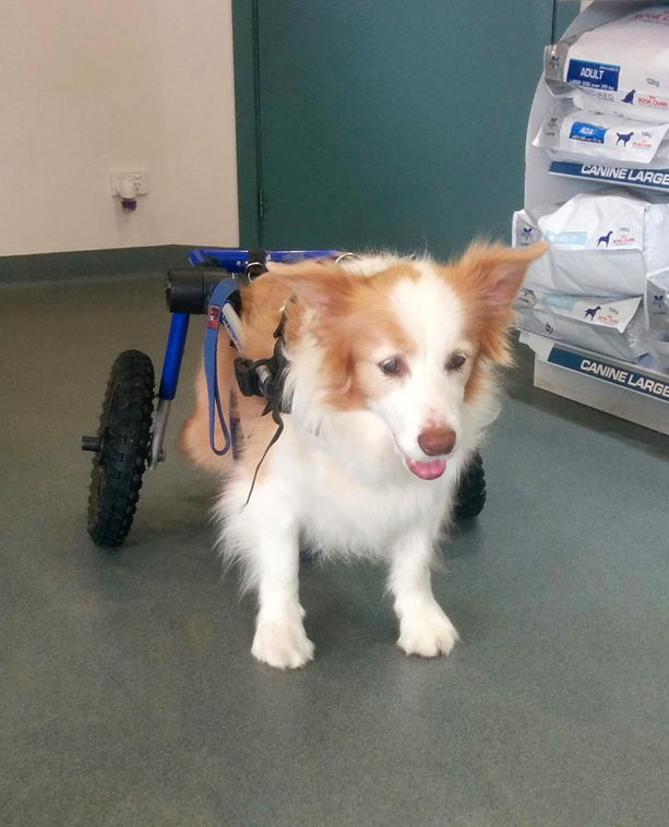 Small dog in waiting room at Torquay Animal House