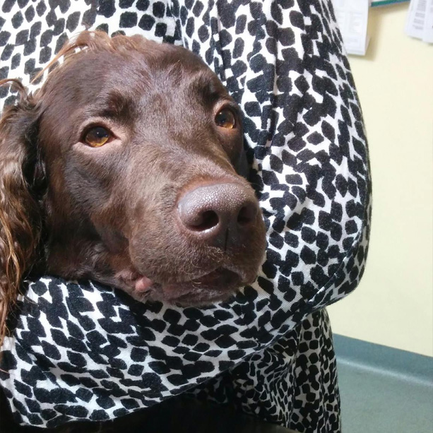 Tully being a blood donor at Torquay Animal House & Vet Clinic