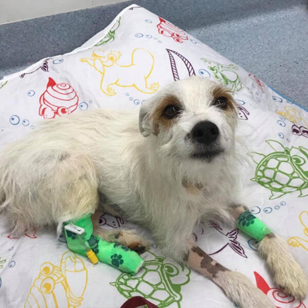 Raymond the Jack Russell at Torquay Animal House & Vet recovering after a snake bite