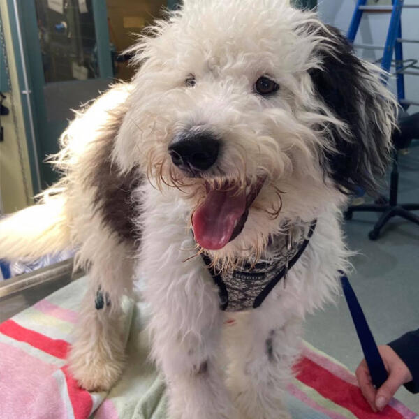 Lexie the Bordoodle after receiving treatment for poison at Torquay Animal House & Vet Clinic
