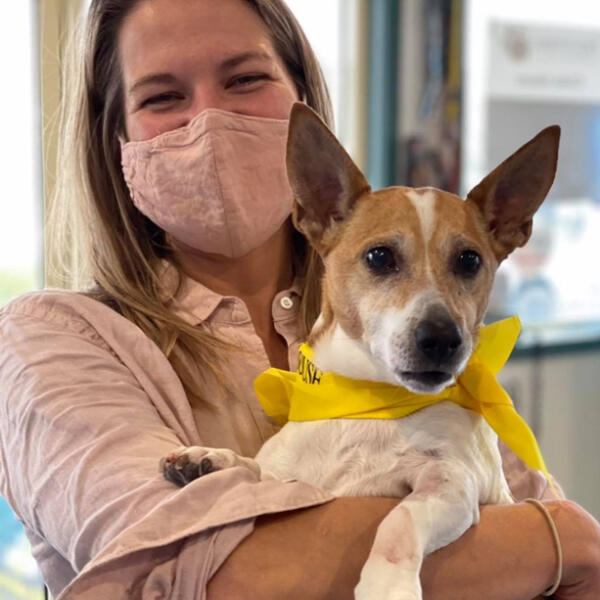 Rocket the Jack Russell being held at Torquay Animal House Vet Clinic