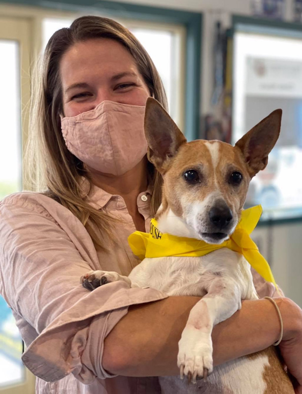 Rocket the Jack Russell being held at Torquay Animal House Vet Clinic