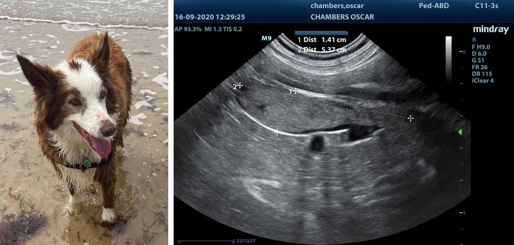 Torquay-vets-oscar-ultrasound
