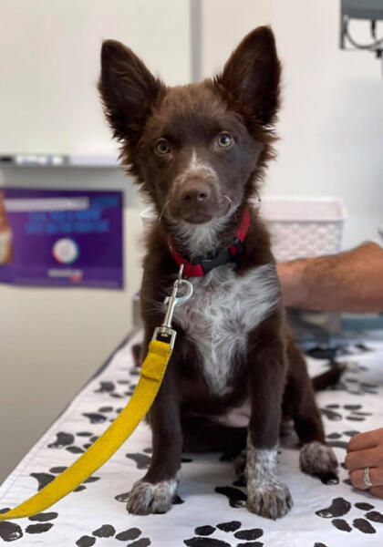 Pet dog waiting to be de-sexed from vet at Torquay Animal Hospital