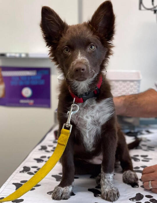 Professional pet desexing services for cats and dogs in Torquay