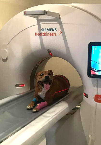 Pet dog lying on CT scanner for medical imaging at Torquay Animal House