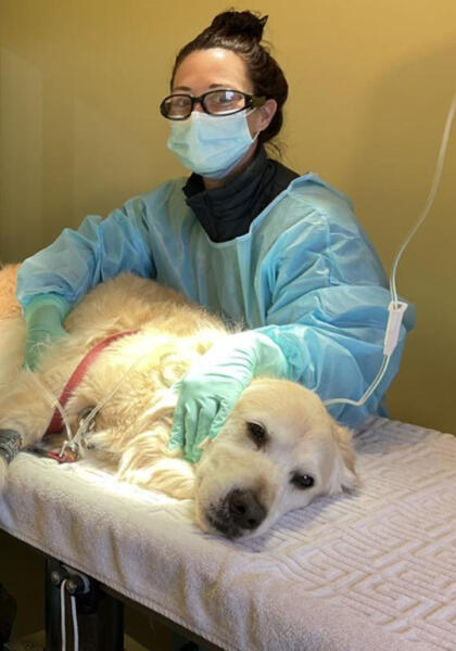 Pet dog receiving cancer care treatment by vet at Torquay Animal House