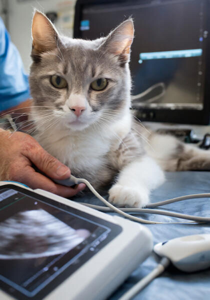 Pet cat receiving an ultrasound at Torquay Animal House