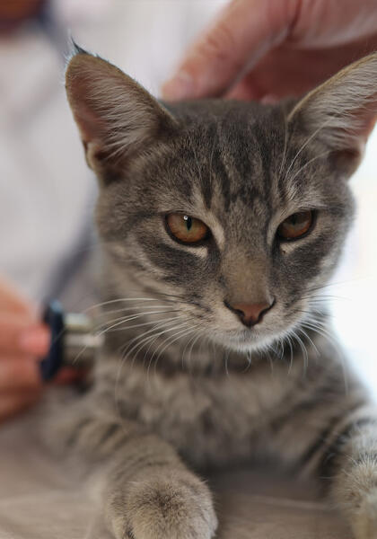 Pet cat being checked by vet at Torquay Animal House