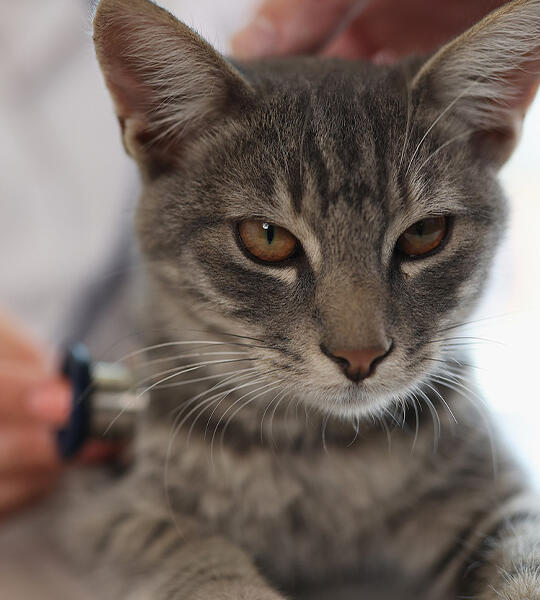 Pet cat being checked by vet at Torquay Animal House