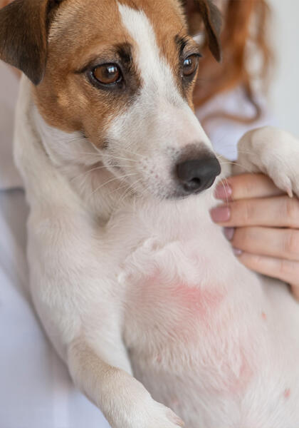 Jack Russel with dermatitis receiving treatment for his skin condition at Torquay Animal House