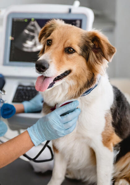 Pet dog with vet and ECG machine in the background