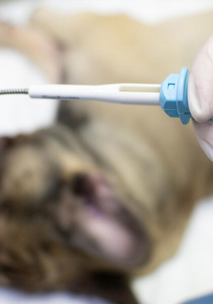Pet receiving endoscopy treatment at Torquay Animal House