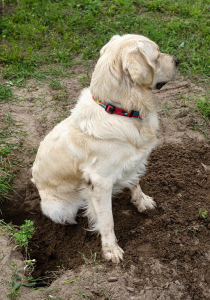 Pet Golden Retriever needing behavior advice after digging a hole in the lawn