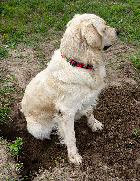 Expert Pet Behaviour Consults in Torquay Torquay Animal House Vet