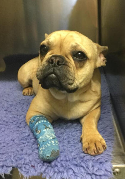 Dog with leg in bandage at Torquay Animal House pet hospital