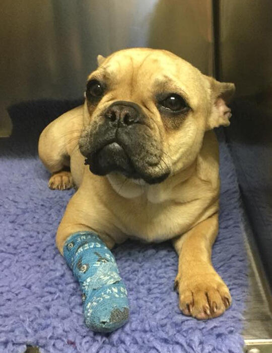 Expert Pet Hospitalisation Services Torquay Animal House