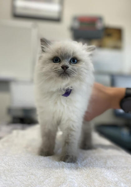 Pet cat at Torquay Animal House receiving a microchip from a vet