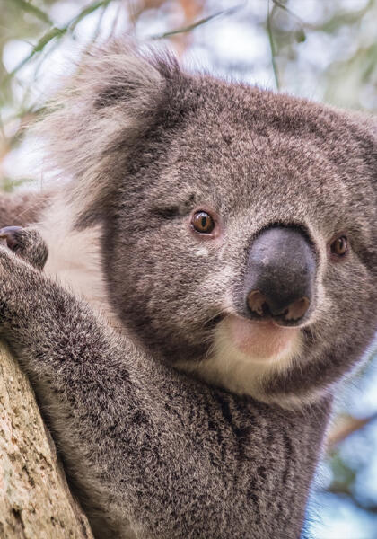 Wildlife koala in tree after receiving vet care at Torquay Animal House