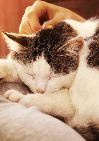 Elderly pet cat having cuddles before being euthanized in Torquay