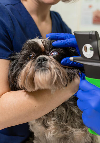 Dog receiving eye care by vet at Torquay Animal Hospital