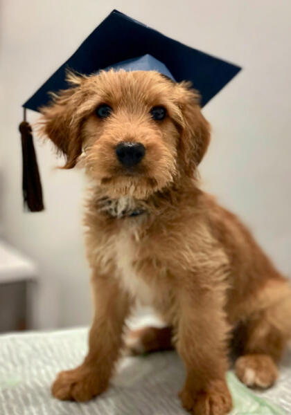 Puppy preschool graduate at Torquay Animal House