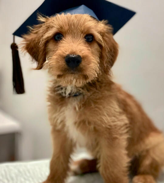 Puppy preschool graduate at Torquay Animal House