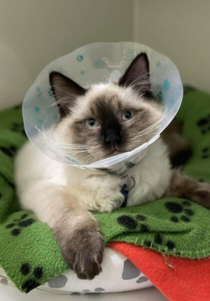 Pet dog recovering with cone in it's head after surgery at Torquay Animal House & Vet Clinic