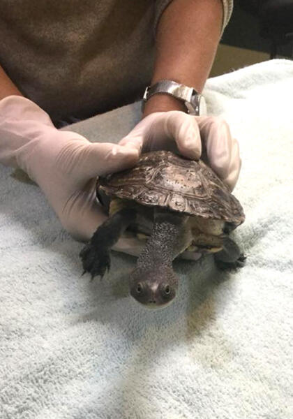 Turtle receiving vet treatment at Torquay Animal House