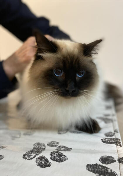 Pet cat receiving vaccination by vet at Torquay Animal House