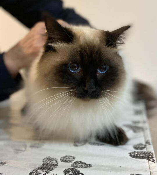 Pet cat receiving vaccination by vet at Torquay Animal House