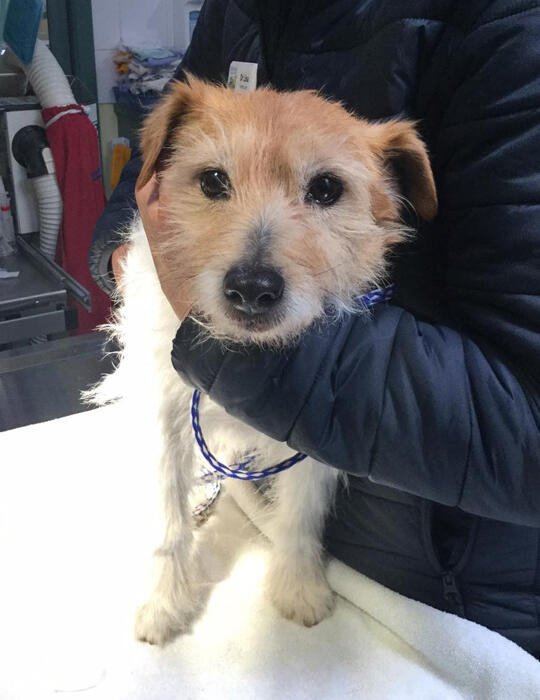 Worming and parasite prevention in Torquay Protect your pets