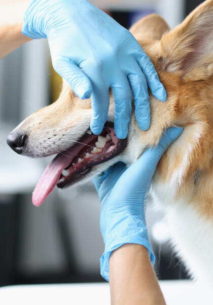 Dog receiving dental care at Torquay Animal House