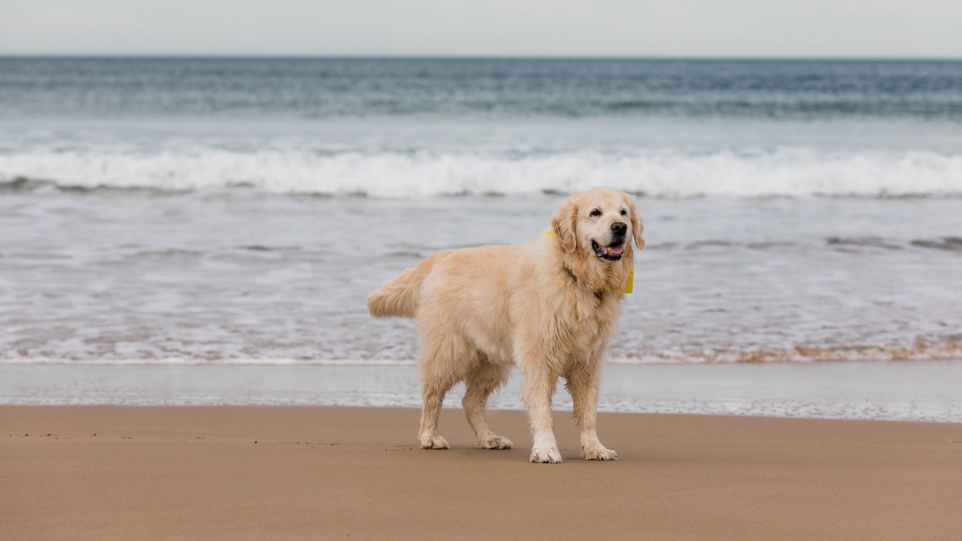 Golden Retreiver on Torquay beach