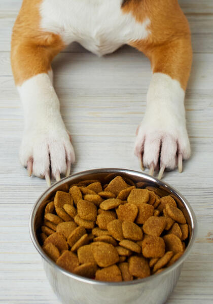 Suggested pet dog nutrition by vets at Torquay Animal Hospital