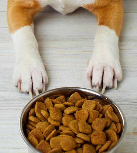 Suggested pet dog nutrition by vets at Torquay Animal Hospital
