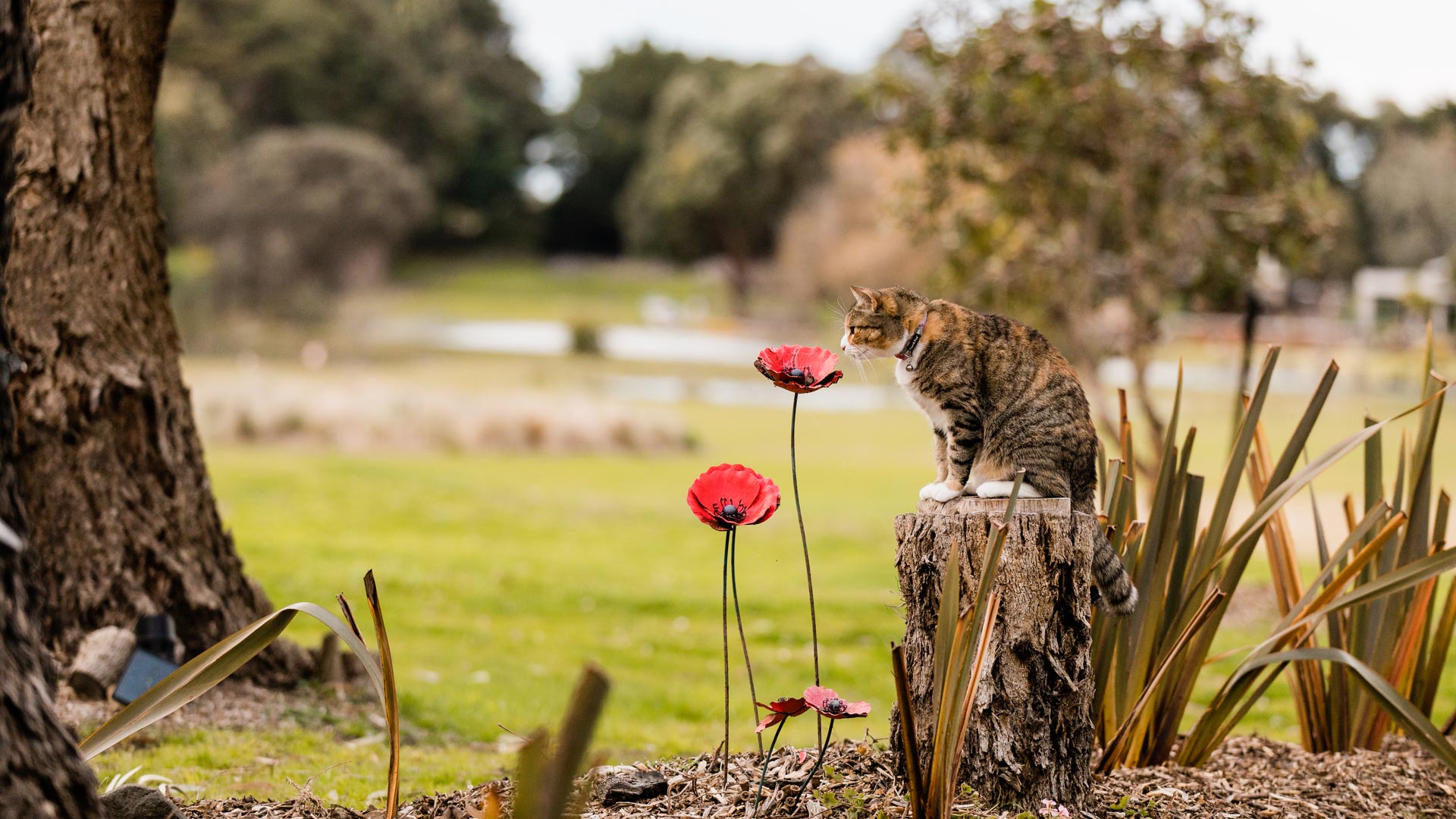 Tabby cat smelling red poppies