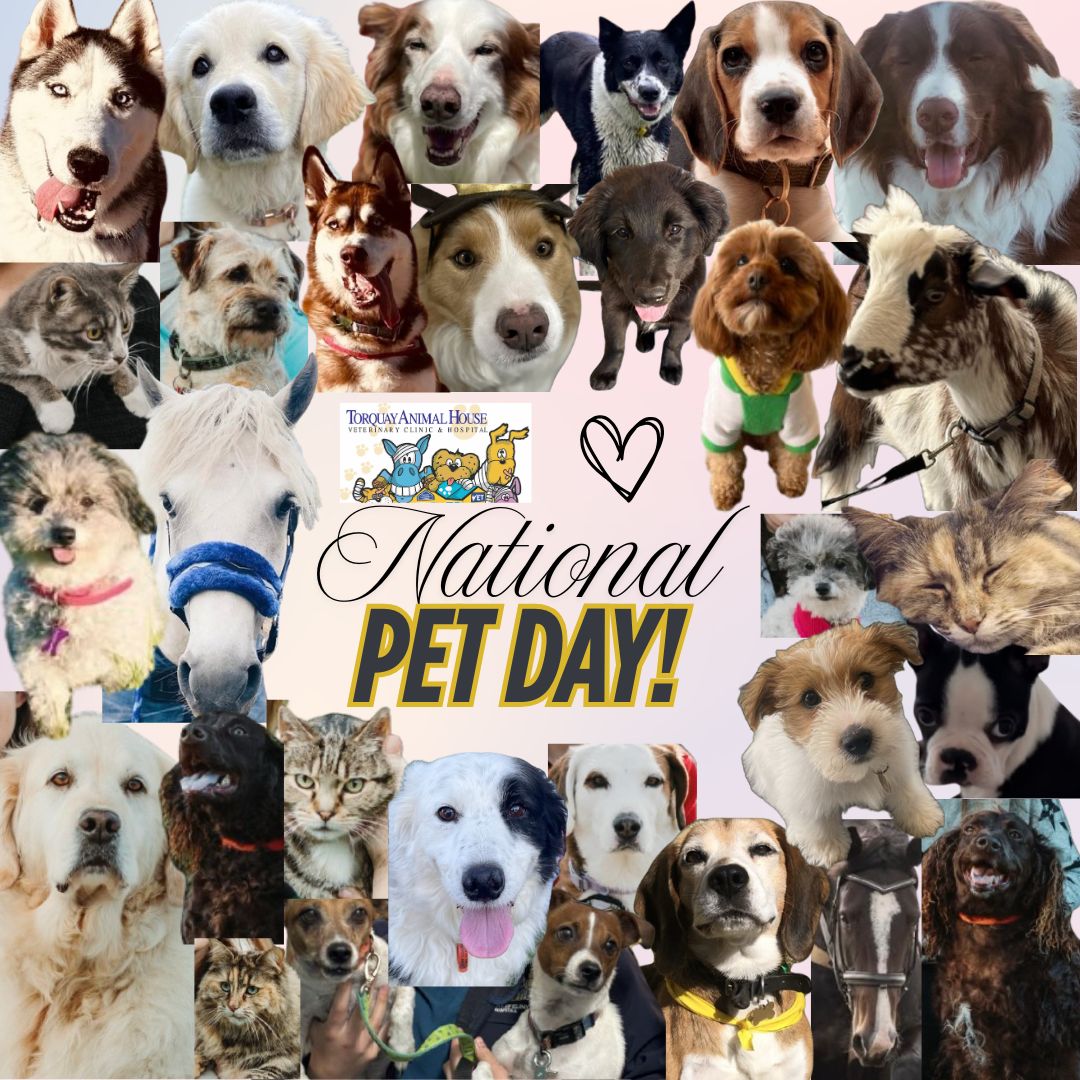 A variety of animals, beagles, border collies, golden retrievers, horses, cats, Abyssinian, domestic short haired, maltipoo, kelpie, husky, goat, cavoodle, Murray river retrievers, jack Russells, kelpies and more!