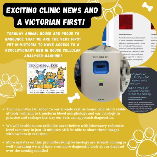 Torquay Animal House Groundbreaking New Diagnostic Machine