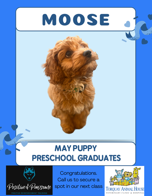 Cavoodle Puppy