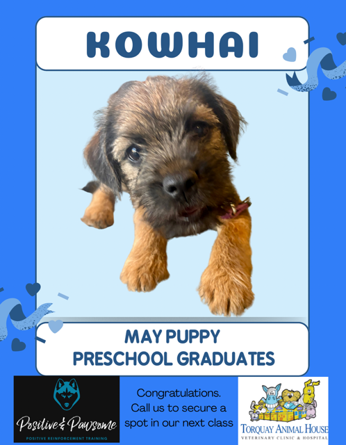Border Terrier Puppy