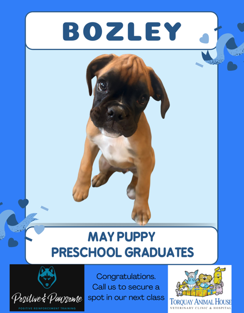 Boxer Puppy