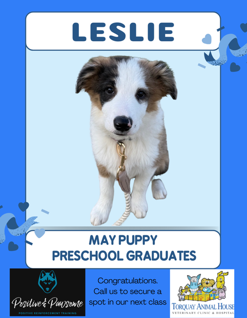 Border Collie Puppy