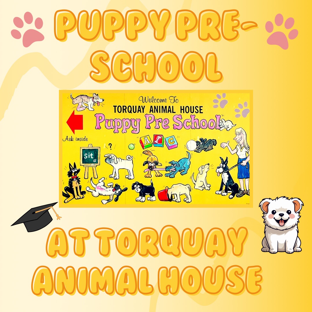 Puppy Pre School Torquay Animal House Vets