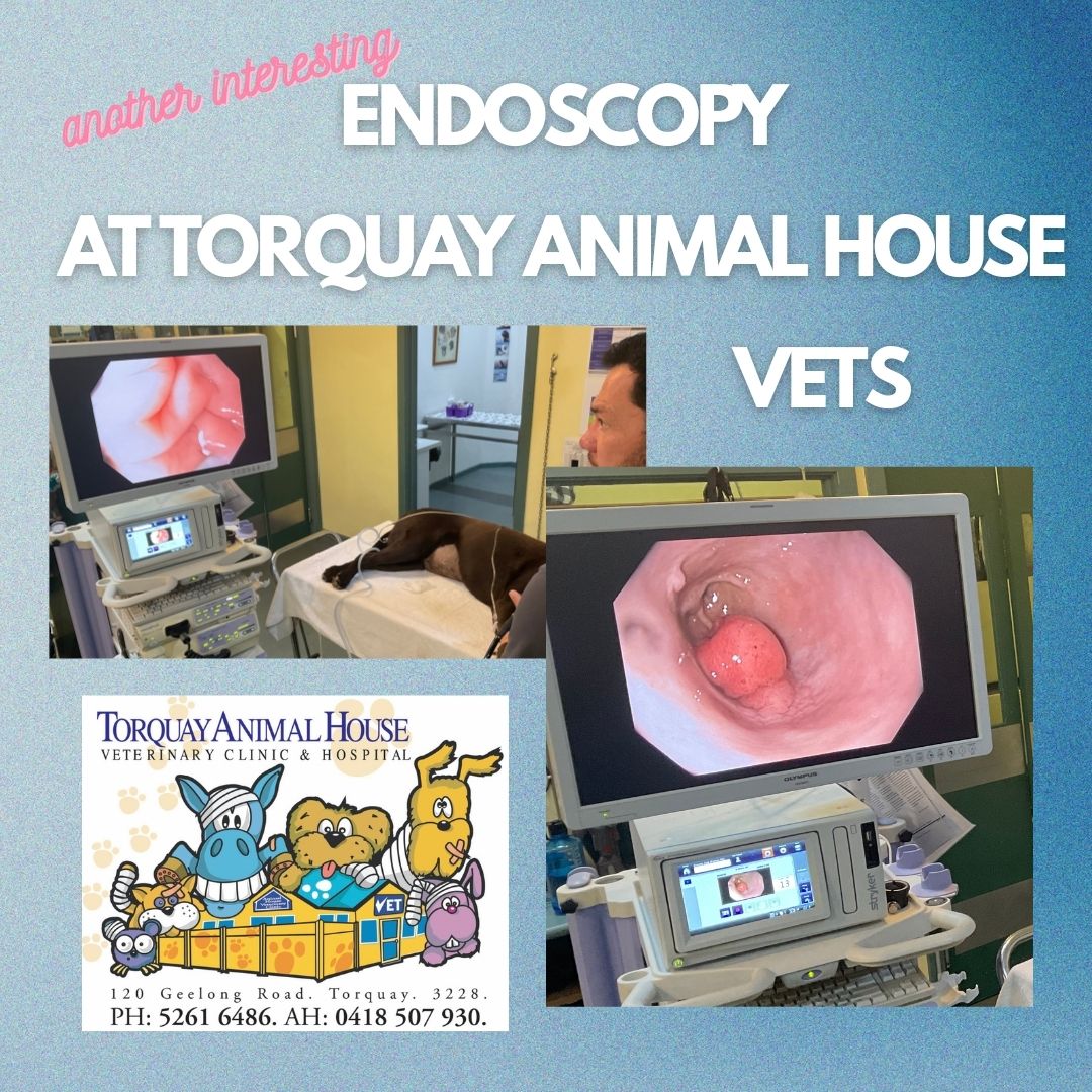 endoscope procedure images taken at Torquay Animal House Veterinary Clinic and Hospital