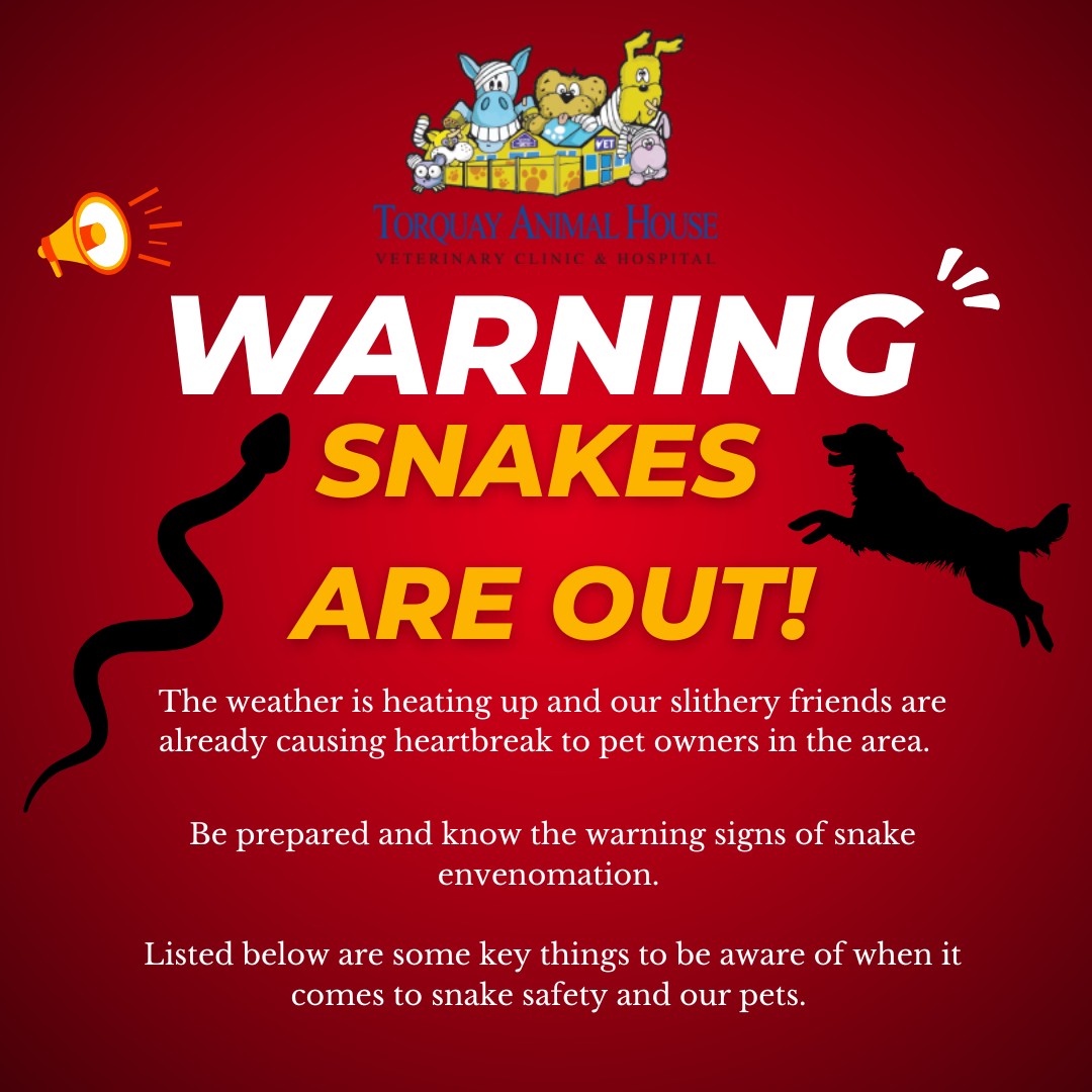 SNAKE WARNING TORQUAY ANIMAL HOUSE VETS