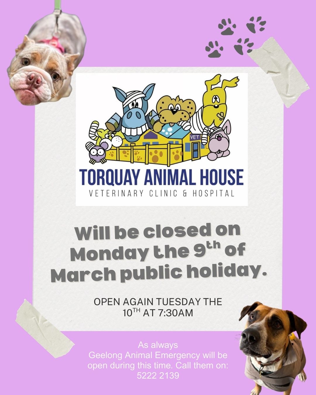 Sorry, We Are Closed Tomorrow! Torquay Animal House Vets