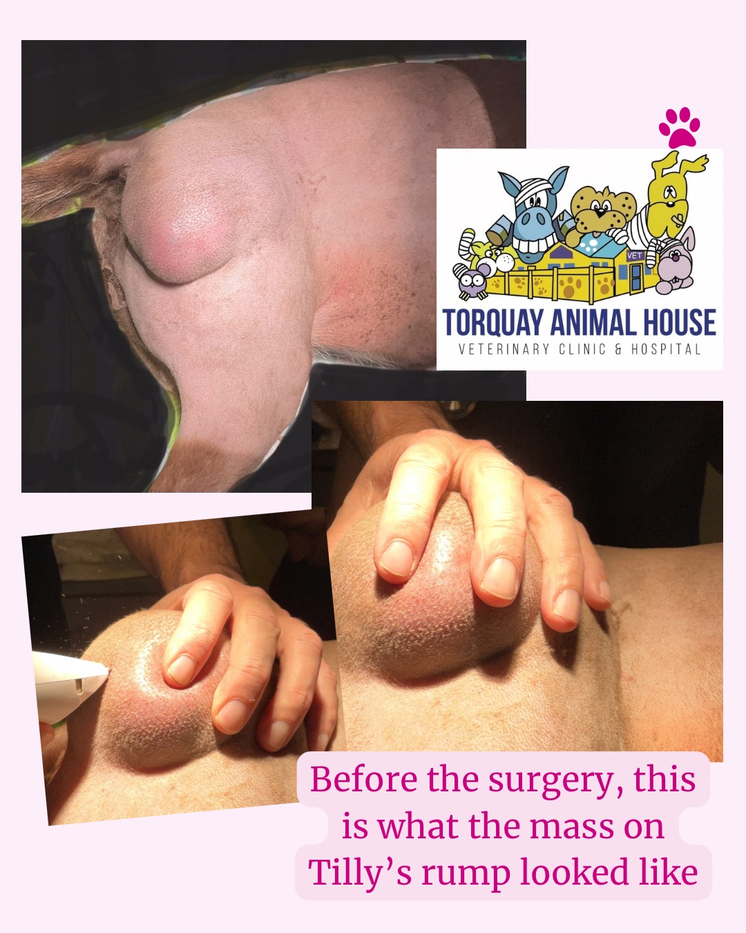 Tilly’s lump pre-surgery